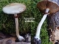 Agrocybe elatella-amf2216